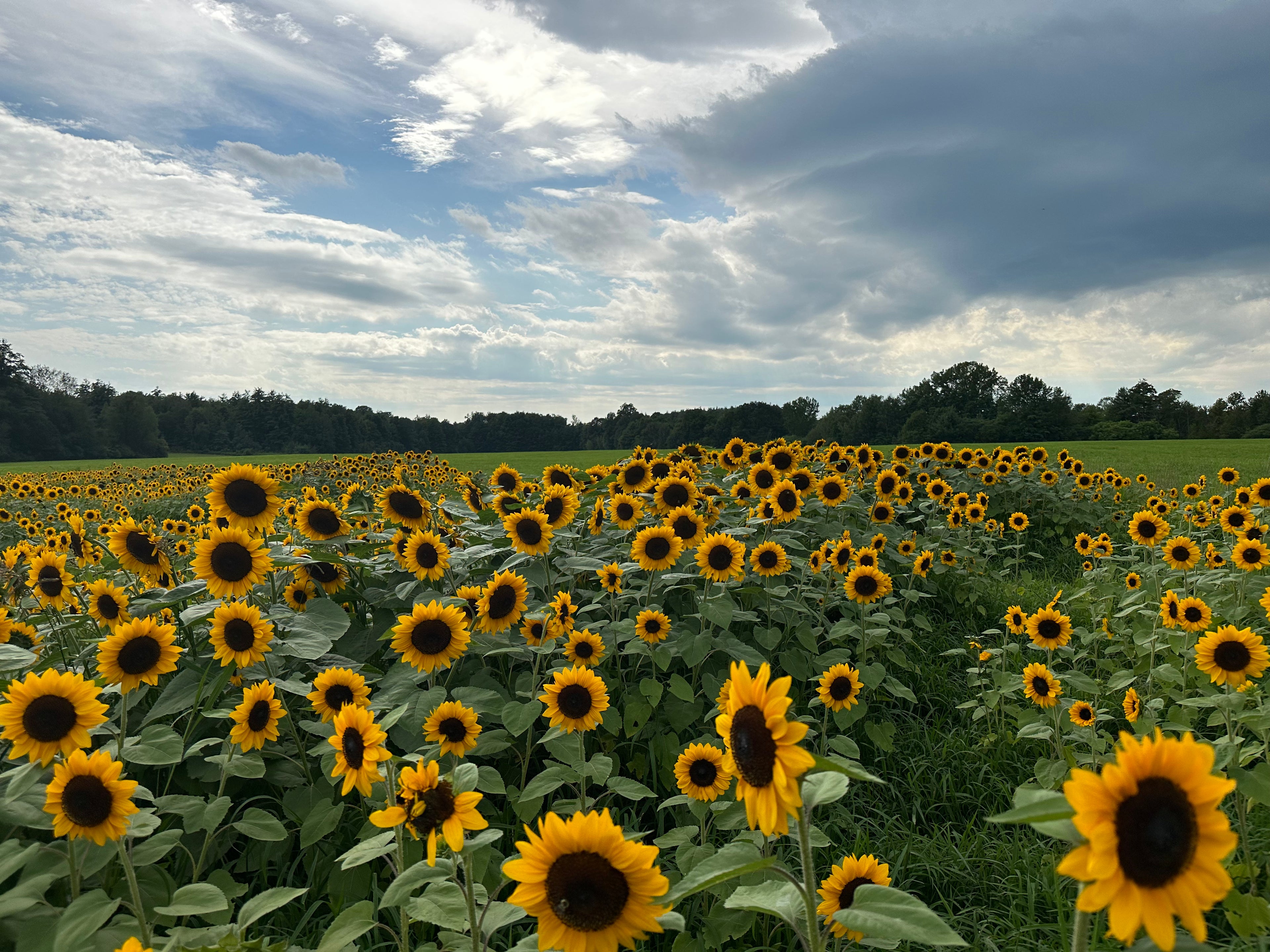 Sunflower Bloom Bar - August 7th