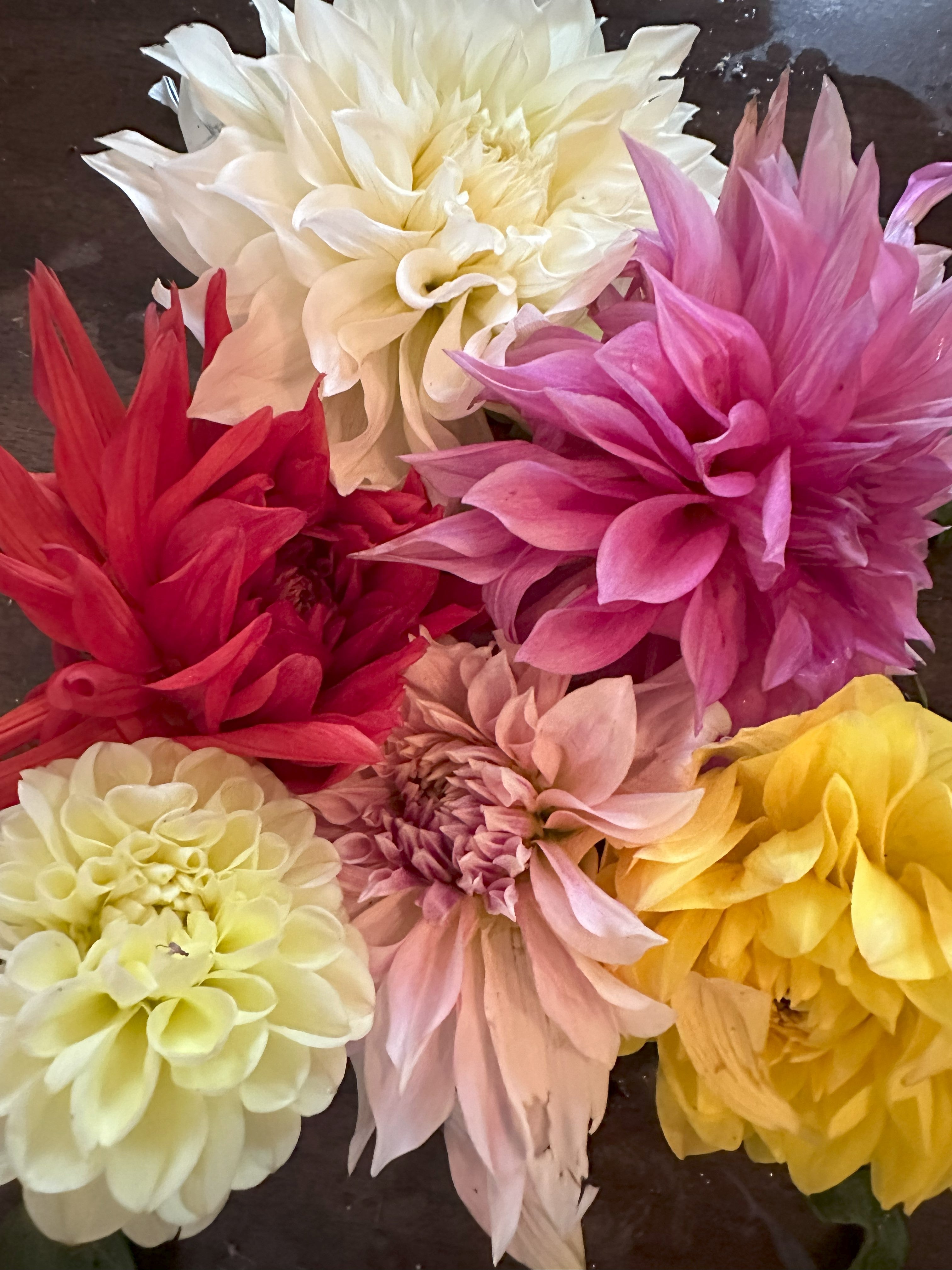 Dahlia Happy Hour - September 25th