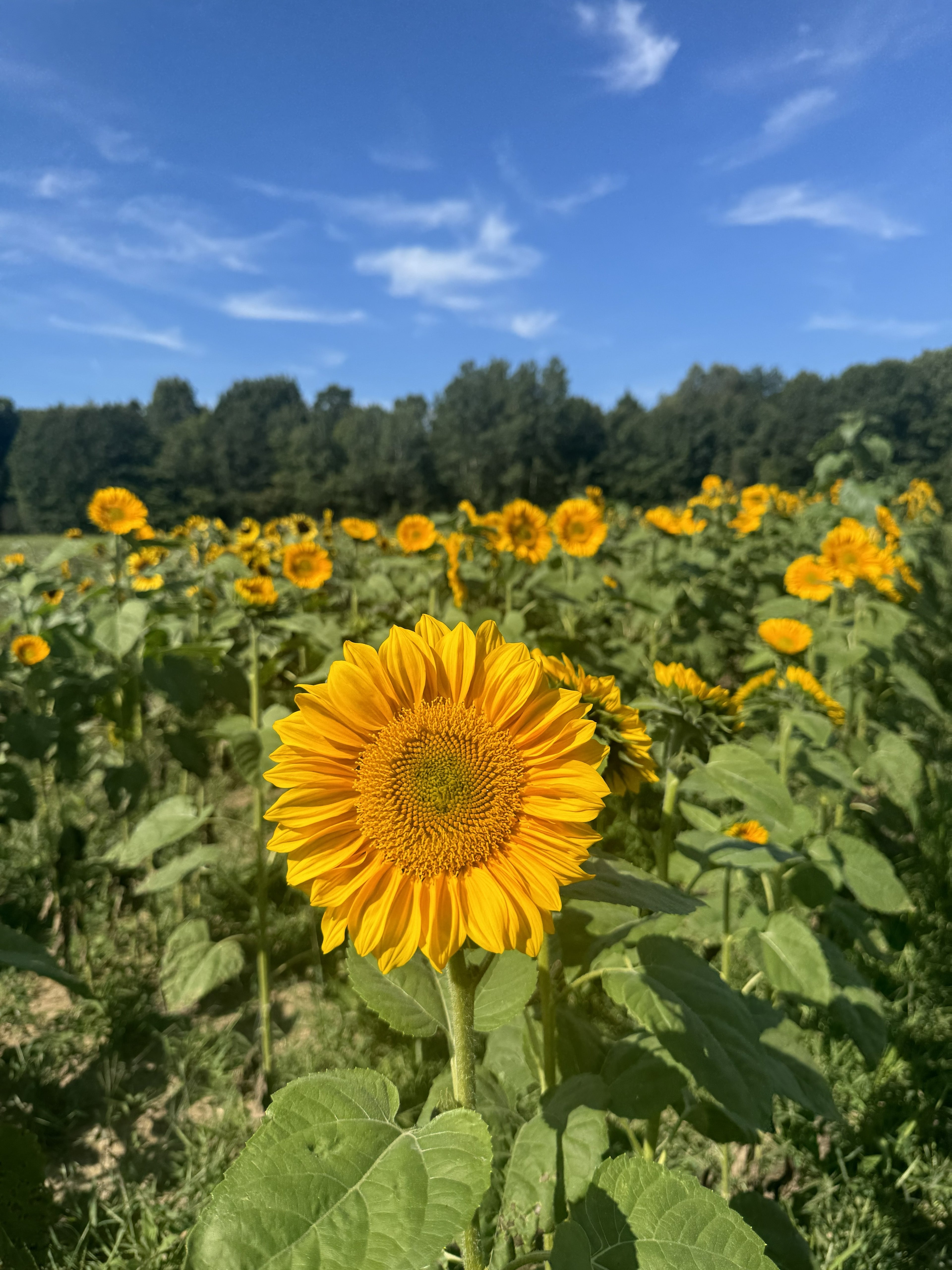 Sunflower Bloom Bar - August 7th